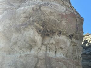 I Think These are Cliff Swallows Mud Nests