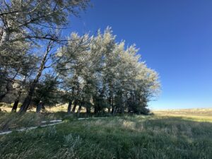 More Poplar trees