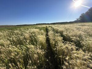 Thin this is some kind of Barley